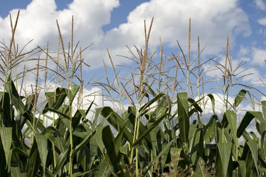 Photo of corn plants on a farm