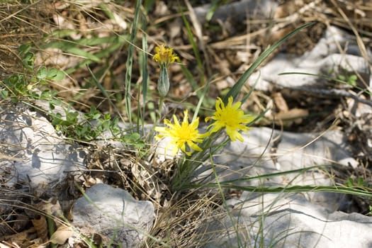 Photo of yellow flowers in the countryside