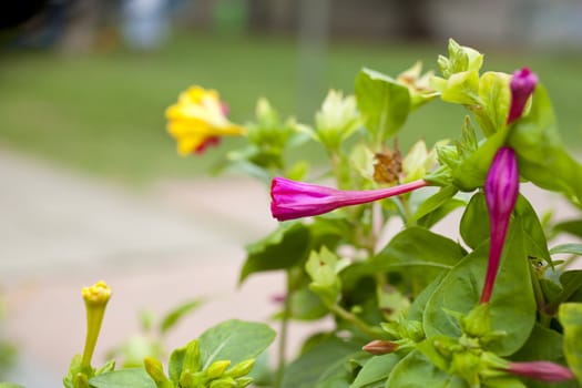 Photo of flowers, Spring season