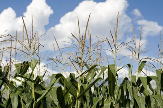 Photo of corn plants on a farm