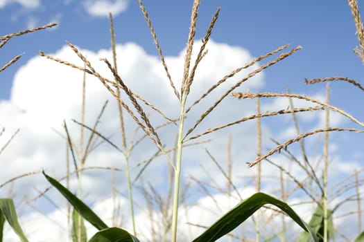 Photo of corn plants on a farm
