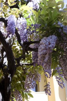 Photo of wisteria flower and plant