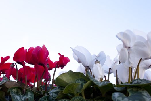 Photo of Blossom Cyclamen persicum