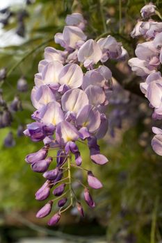 Photo of wisteria flower and plant