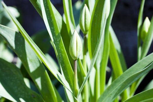 Photo of green flower bud