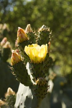 Yellow Prickly Pear Cactus Flowers