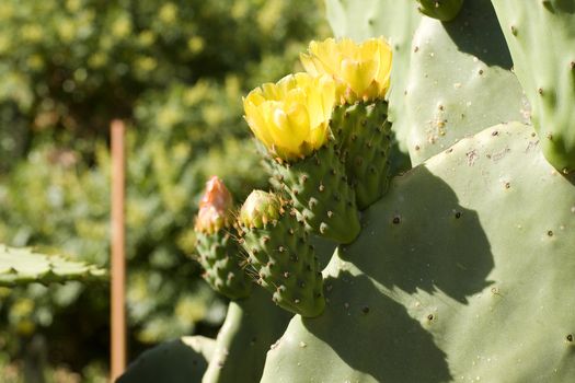 Yellow Prickly Pear Cactus Flowers