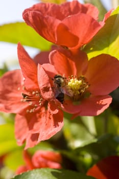 Wasp on red flower in the garden