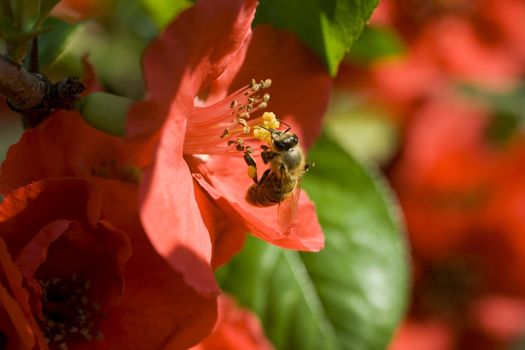 Wasp on red flower in the garden