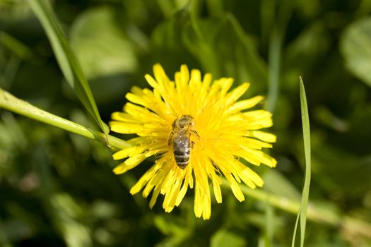 Wasp on yellow flower in the grass