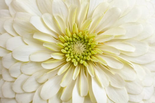 Close up of white Gerbera flower