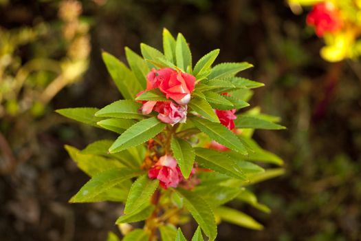 Photo of flowers, Spring season