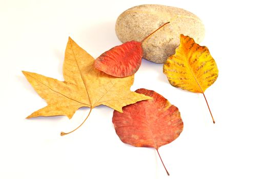 Dried leaves on white background