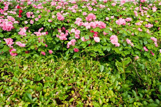 Wonderful Flowers in the garden