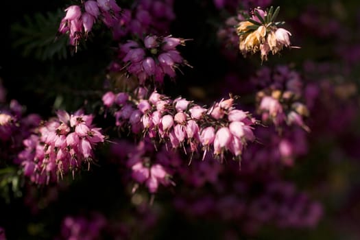 Calluna vulgaris, heather or Erica carnea in bloom.