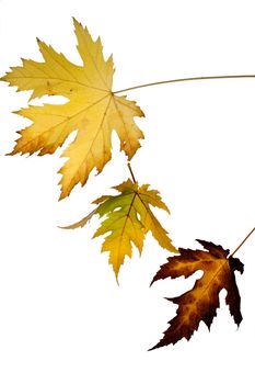 Dried leaves on white background