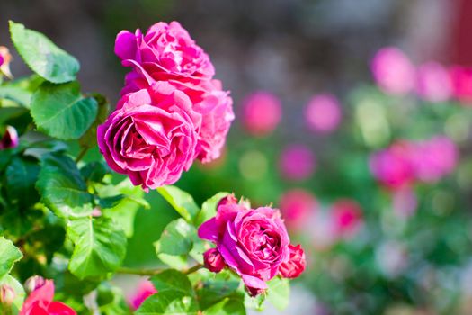 Wonderful colorful roses in the garden