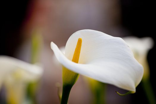 Photo of nice White calla