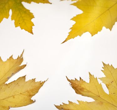 Dried leaves on white background
