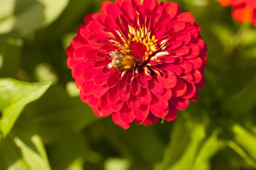 Photo of flower, Spring season