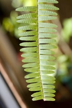 Close up of a fern leaf