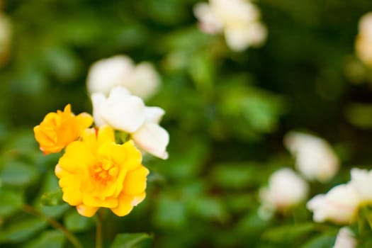 Wonderful colorful roses in the garden