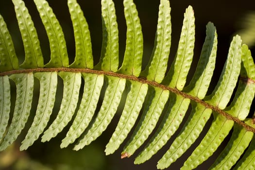 Close up of a fern leaf