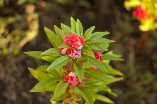 Photo of flowers, Spring season