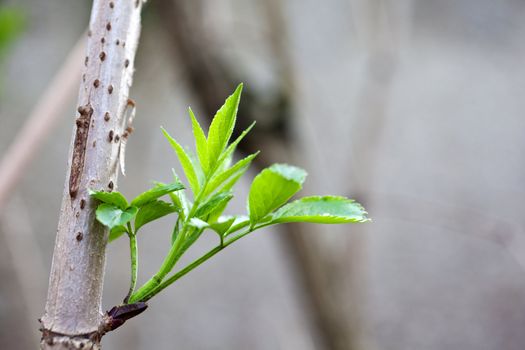 Close up of Elder leaves