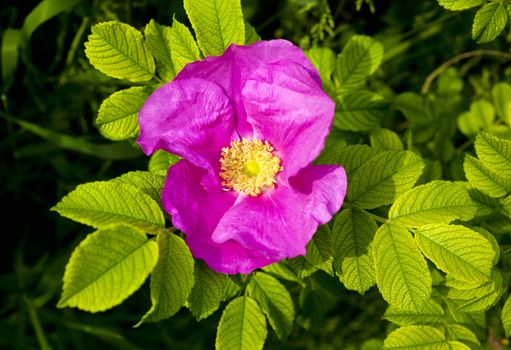 Photo of a Fuchsia flower