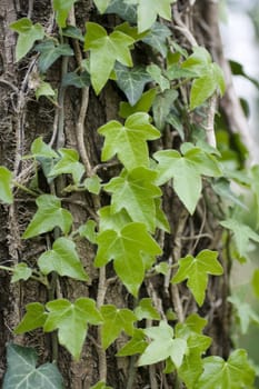 Photo of Ivy on tree
