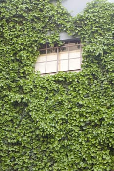 Wall of a house with window covered with ivy