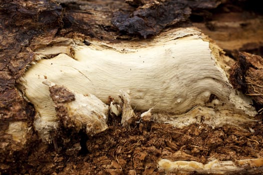 Close up of a Bark of a tree