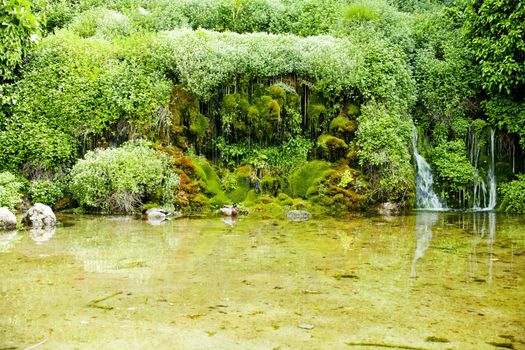Ducks in the Pond with vegetation