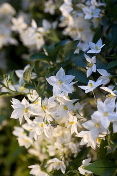 Close up of white flowers