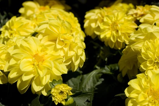 Close up of yellow flowers