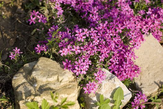 Bed flower with Fuchsia flowers