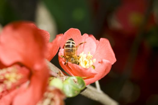 Wasp on red flower in the garden