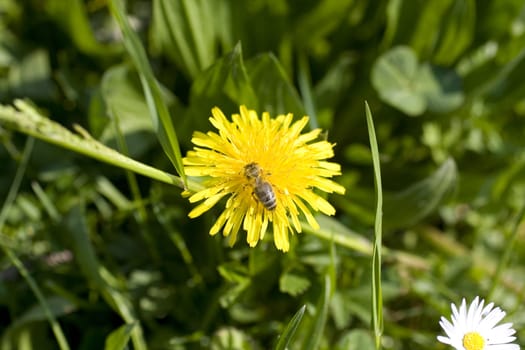 Wasp on yellow flower in the grass