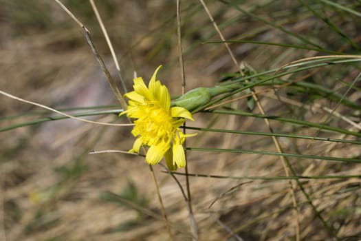 Photo of yellow flowers in the countryside