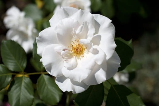 Photo of white camellia and leaves