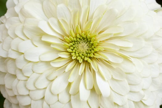 Close up of white Gerbera flower
