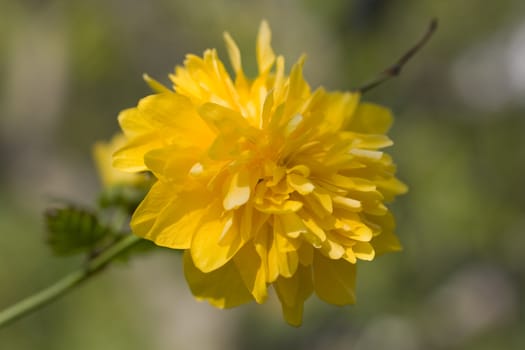 Photo of yellow flowers in the countryside