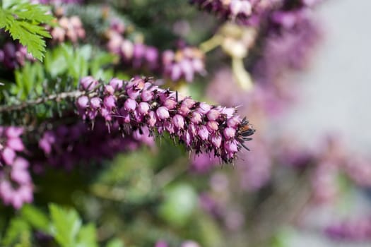 Calluna vulgaris, heather or Erica carnea in bloom.