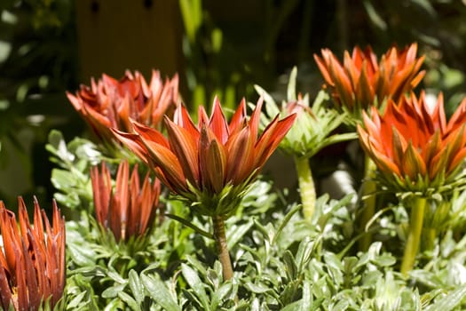 Close up of red flowers