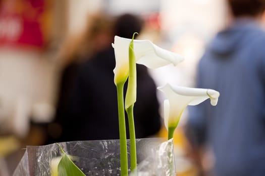 Photo of nice White calla