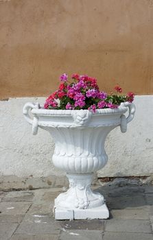 Flowers inside a white clay pot
