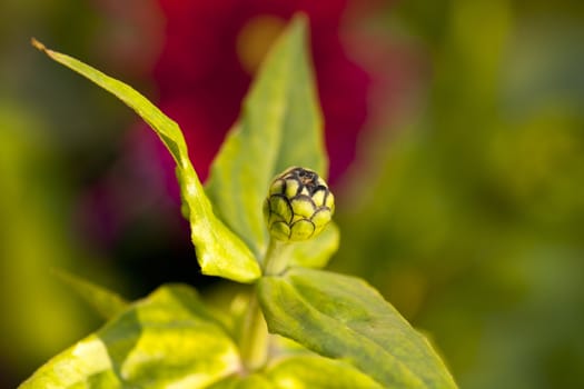 Photo of bloom flower, Spring season