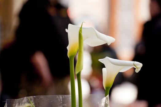 Photo of nice White calla