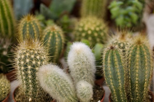 Photo of cactus plants on street market